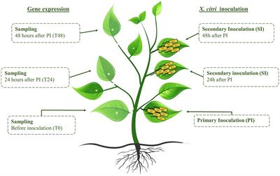 Overexpression of CsSAMT in Citrus sinensis Induces Defense Response and Increases Resistance to Xanthomonas citri subsp. citri